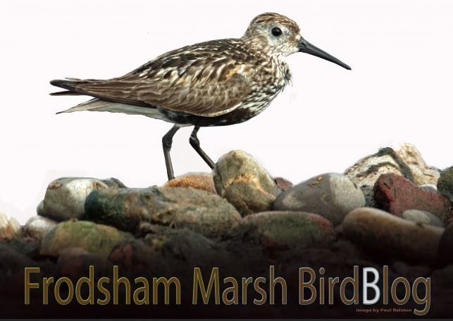 Bird Blog