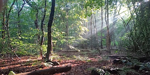 Spring Forest Bathing